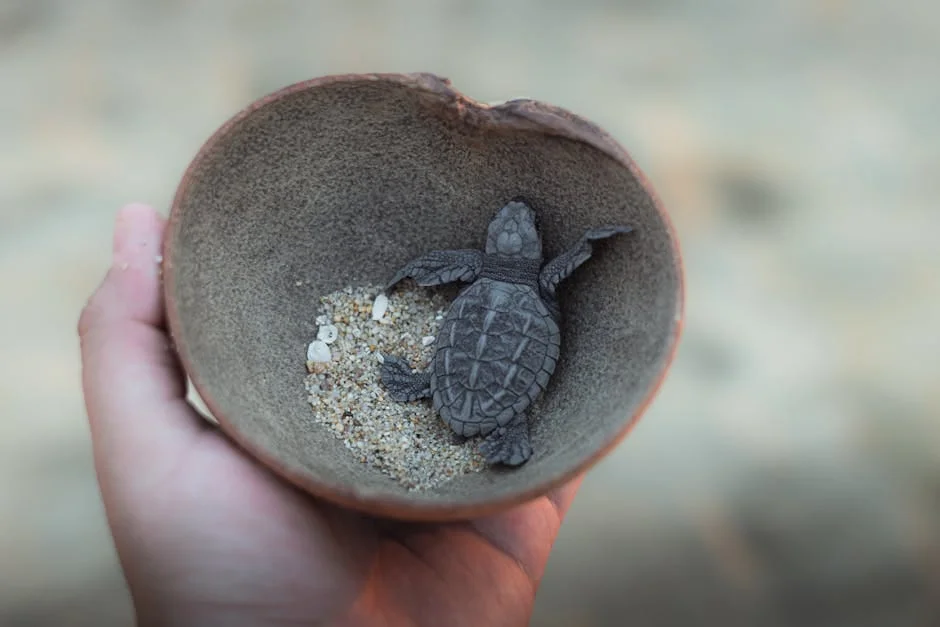 A baby sea turtle in a hand, symbolizing conservation efforts in Puerto Escondido, Mexico.